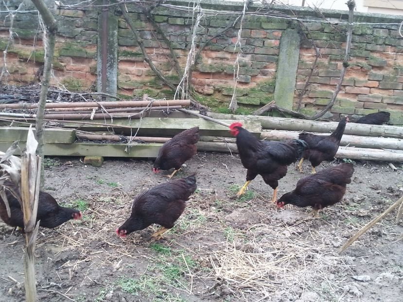  - Gaini rhode matca 2018