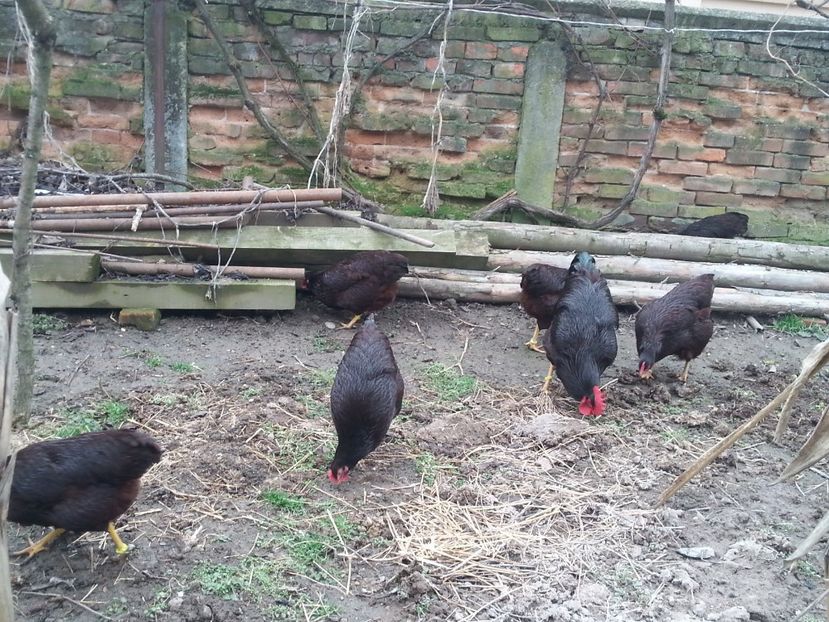  - Gaini rhode matca 2018