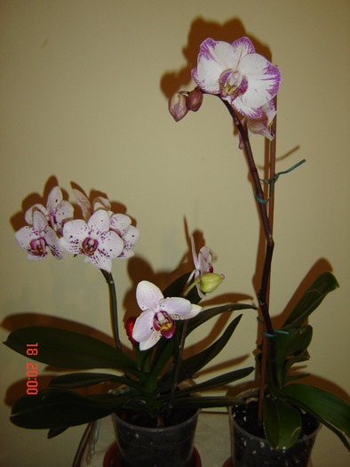 DSC04637 - Orhidee Phalaenopsis