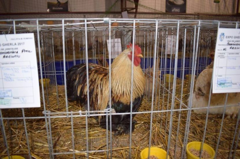 Campion Expo Gherla 2017 - Cochinchina pitic campioni