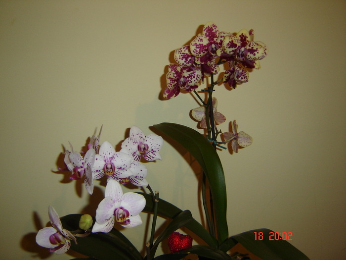 DSC04651 - Orhidee Phalaenopsis