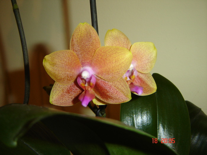 DSC04660 - Orhidee Phalaenopsis