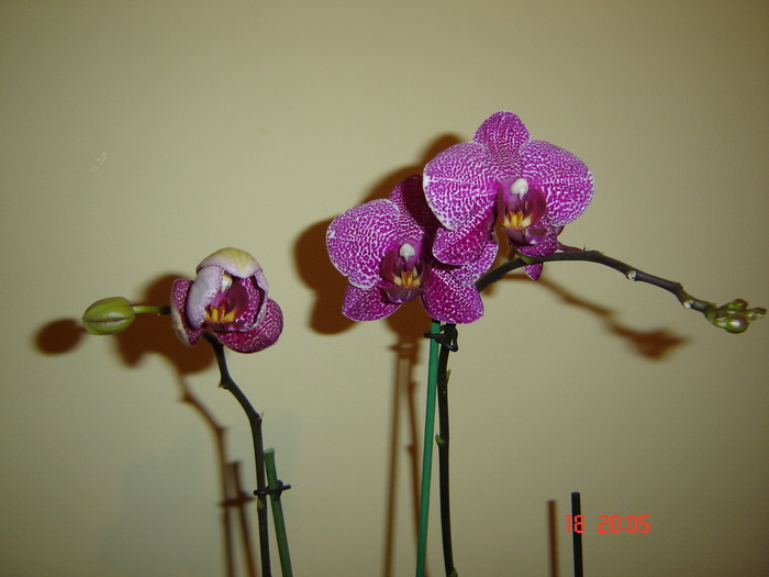 DSC04662 - Orhidee Phalaenopsis