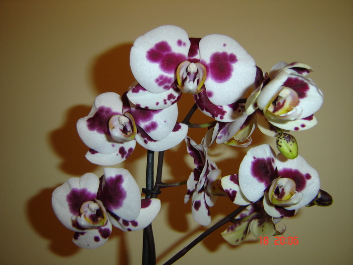DSC04668 - Orhidee Phalaenopsis