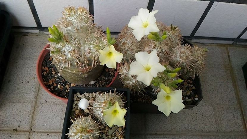 Pachypodium brevicaule cv white flower - Whish list pentru viata urmatoare1