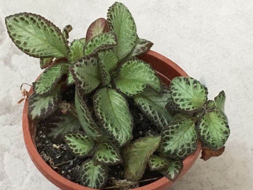 Silver Sheen - Episcia