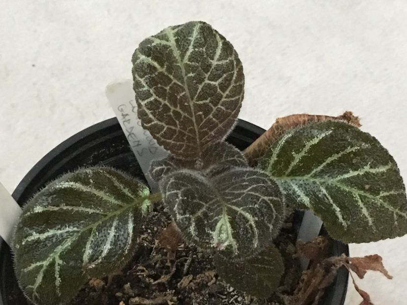 Longwood Gardens - Episcia