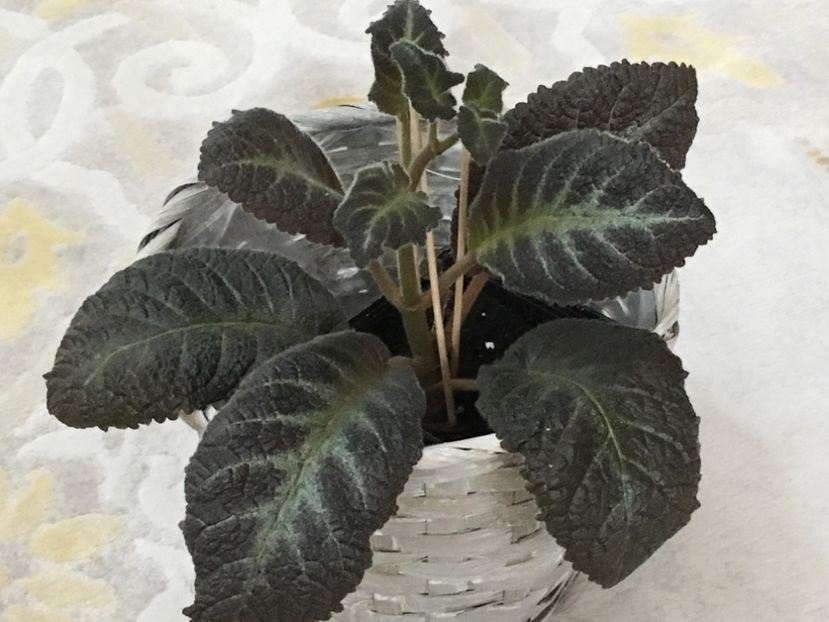 Pinkiscia - Episcia