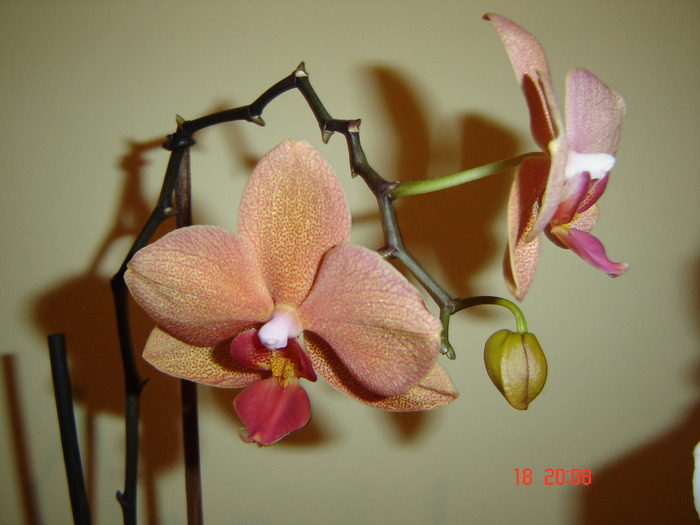 DSC04676 - Orhidee Phalaenopsis