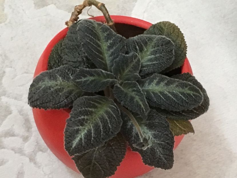 Pinkiscia - Episcia