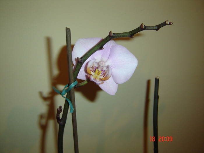 DSC04679 - Orhidee Phalaenopsis