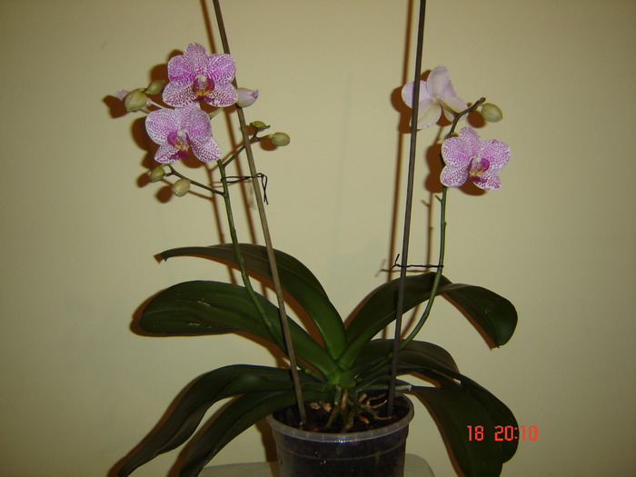 DSC04683 - Orhidee Phalaenopsis