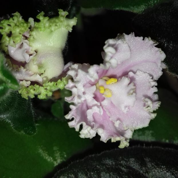 Kruszevo - Florile mele