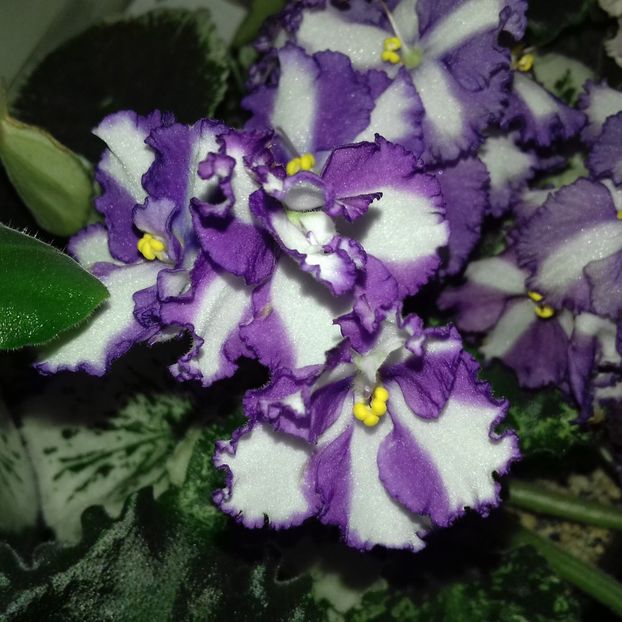 Victorian Ribbons [Chimera] - Florile mele