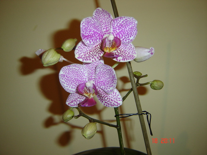 DSC04688 - Orhidee Phalaenopsis