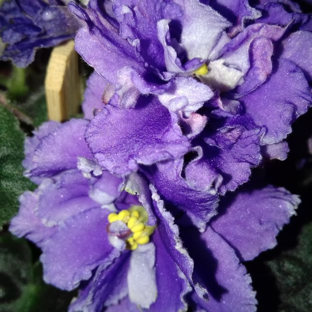 RS Zabo - Florile mele