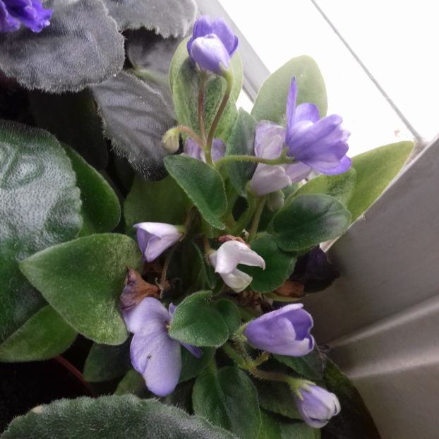 N Avatar - Florile mele