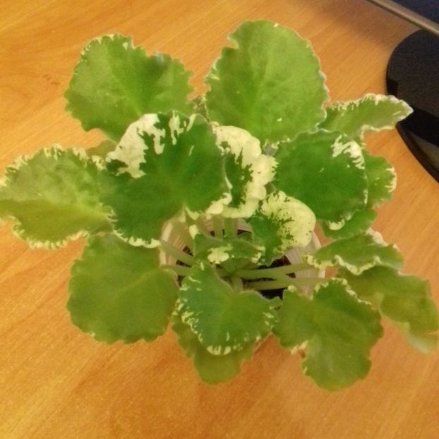  - Florile mele