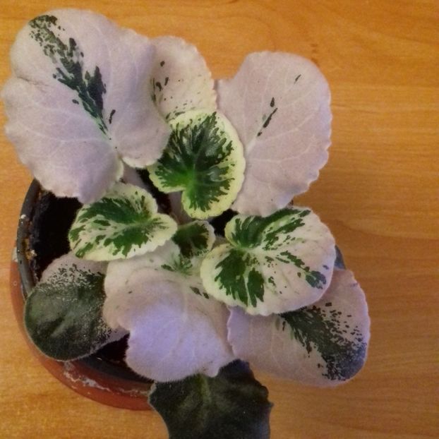 Ness Oringi Pecoe - Florile mele