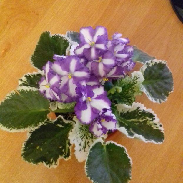  - Florile mele
