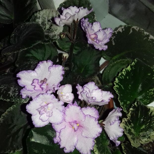  - Florile mele