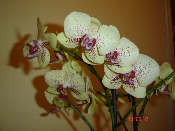 DSC04693 - Orhidee Phalaenopsis