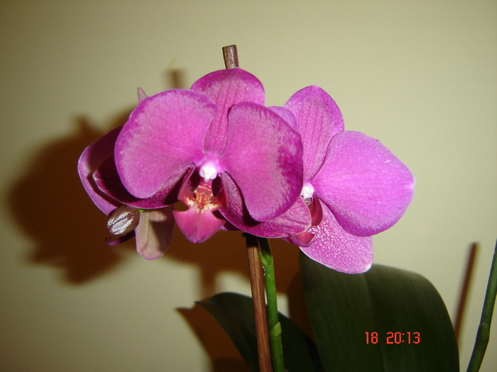 DSC04700 - Orhidee Phalaenopsis