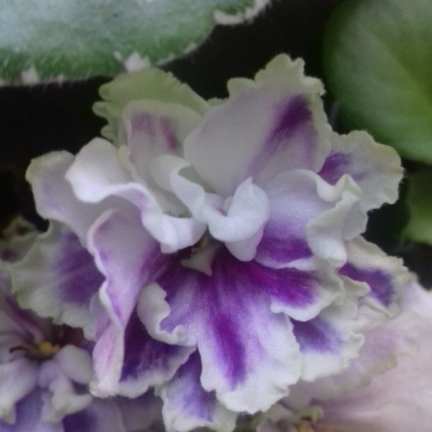  - Florile mele