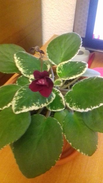 Pow Wow - Florile mele