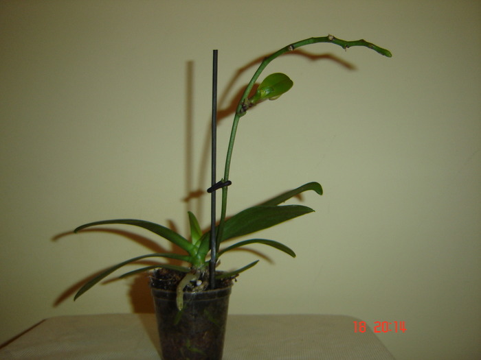 DSC04704 - Orhidee Phalaenopsis