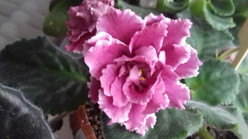  - Florile mele