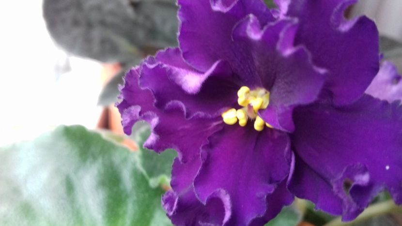  - Florile mele