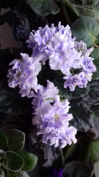 Goluboi Tuman - Florile mele