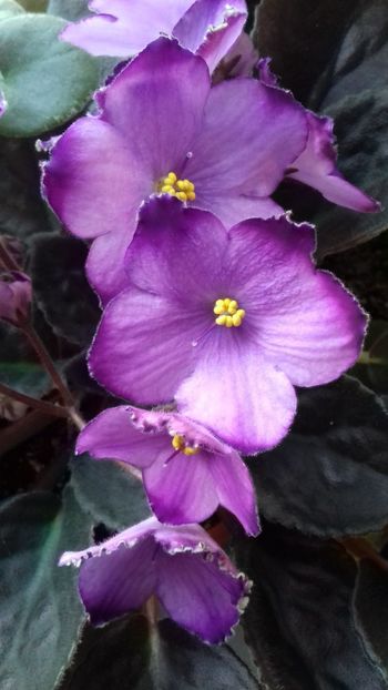Lua - Florile mele