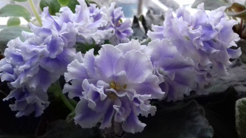 Goluboi Tuman - Florile mele