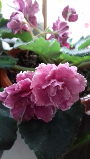 Sun God - Florile mele