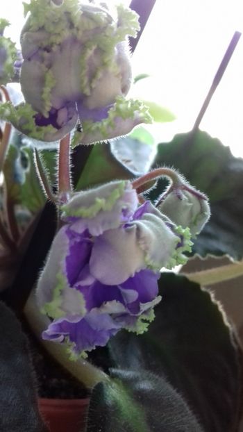 RS ZAbo - Florile mele