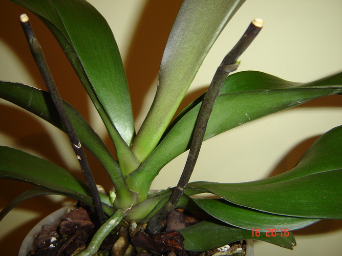 DSC04715 - Orhidee Phalaenopsis