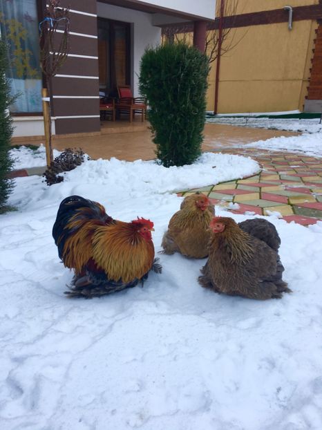 70274E6A-02E9-4F19-8376-29A352A4F54A - COCHIN PITIC POTARNICHIU