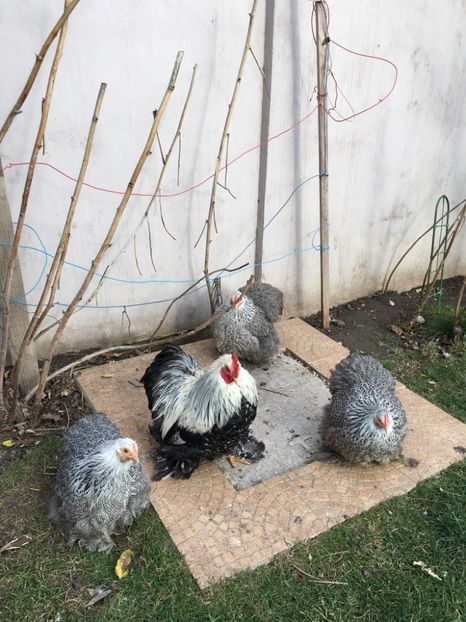 060B4510-DFBE-4C87-947E-715D640FAB0E - COCHI PITIC HERMINAT INCHIS 2018