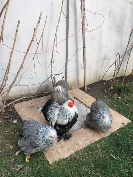 468214C8-1F61-4DE9-ABD0-26F01F8FCB84 - COCHI PITIC HERMINAT INCHIS 2018