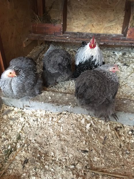 2C548244-1E3A-450E-AE9D-81BC94246611 - COCHI PITIC HERMINAT INCHIS 2018