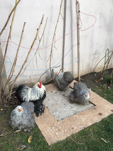 DECA519A-A6E7-4B85-83B3-36E5640AE347 - COCHI PITIC HERMINAT INCHIS 2018