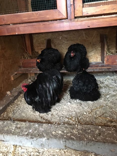 17B77543-0948-4C89-ADE0-8EE9401A5BCA - COCHI PITIC NEGRU 2018