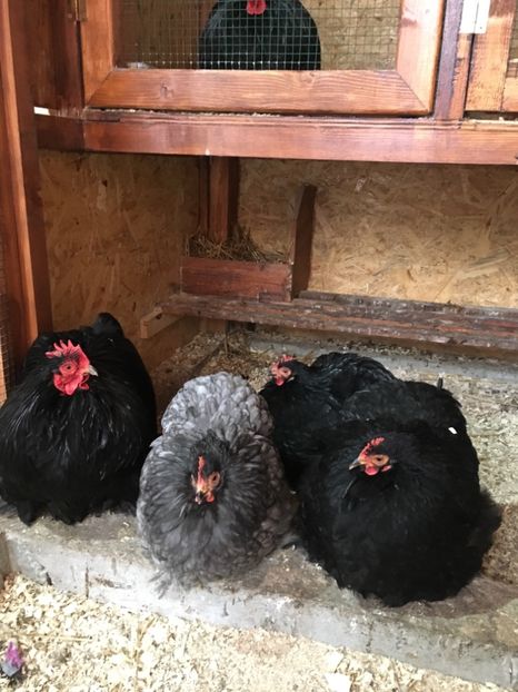 00CC7A44-8473-468D-9781-5C0BD5882DDD - COCHI PITIC NEGRU 2018