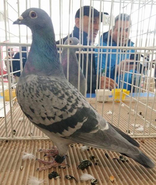 430` 18 Nat.Olimpic General - ZBURATORII