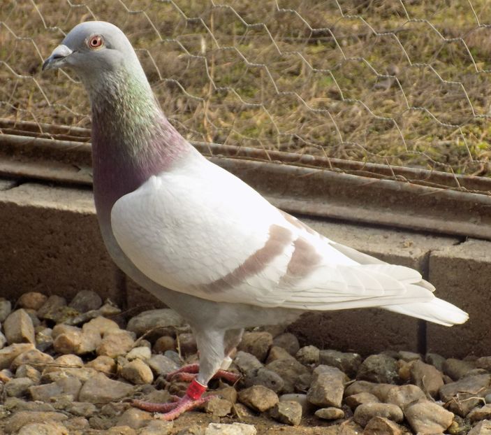 Nepot 4 Camp.Nat - MASCULI