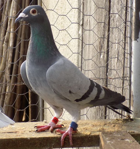 Consagvinul Fondista - MASCULI