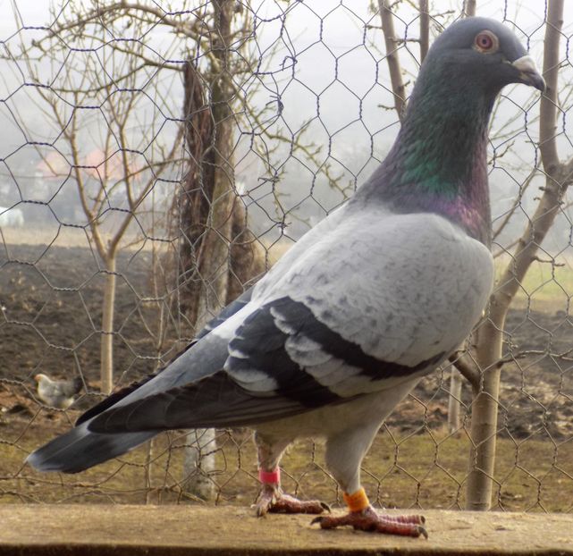 Vandenabeel 2 - MASCULI