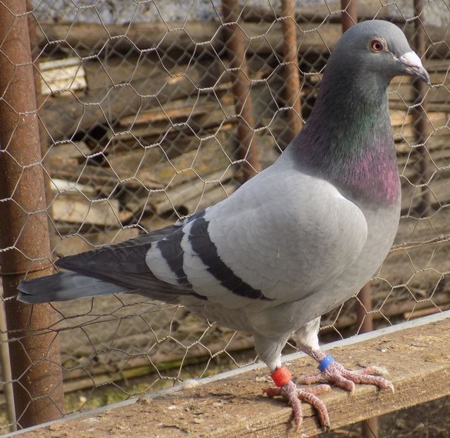 frumosul DV - MASCULI